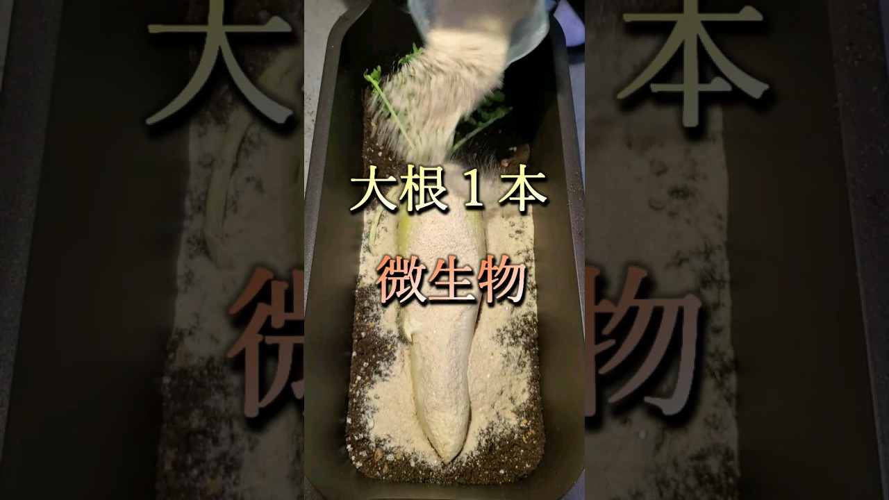 大根まるまる1本を米ぬか微生物で分解！すぐできるプランターコンポストのやり方