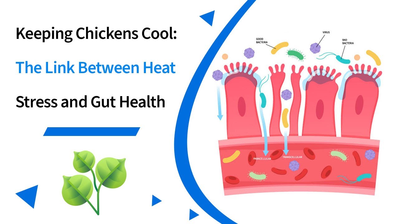Keeping Chickens Cool: The Link Between Heat Stress and Gut Health