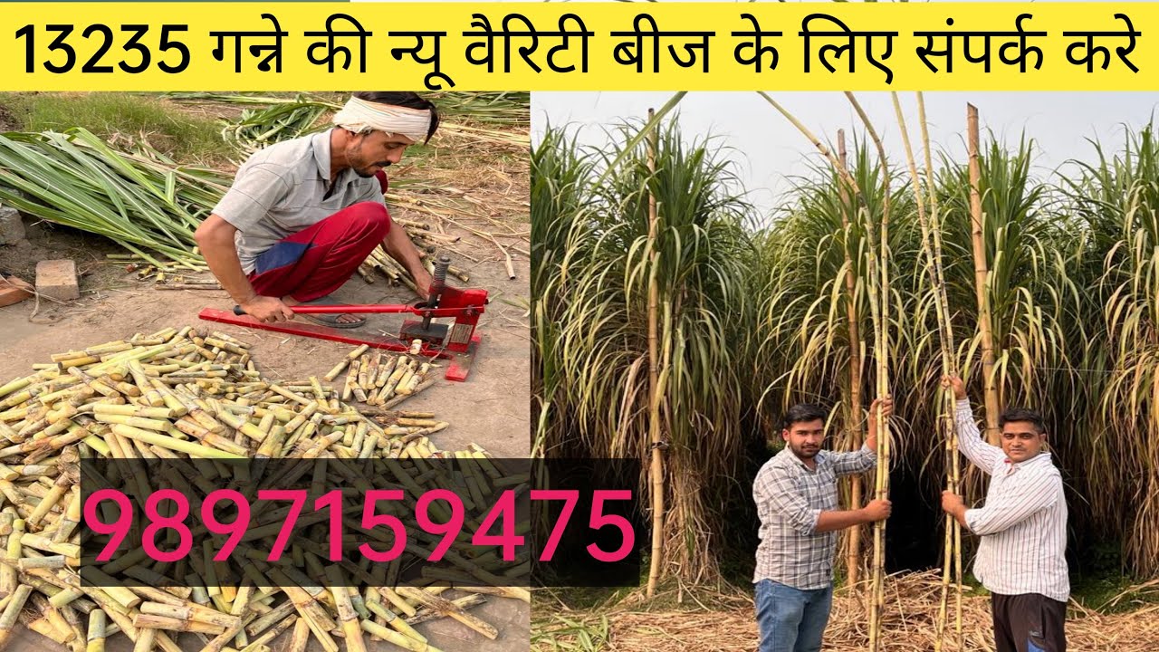 13235 गन्ने का बीज लेने के लिये दूर दूर से आ रहे है । किसान