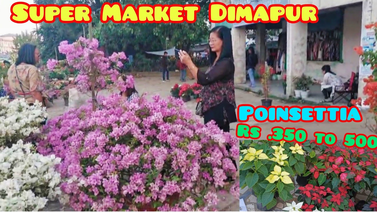 Super Market Floral 🪴🌹Wonderland Flower show Blooming Beautiful ❤️ #Super market Dimapur