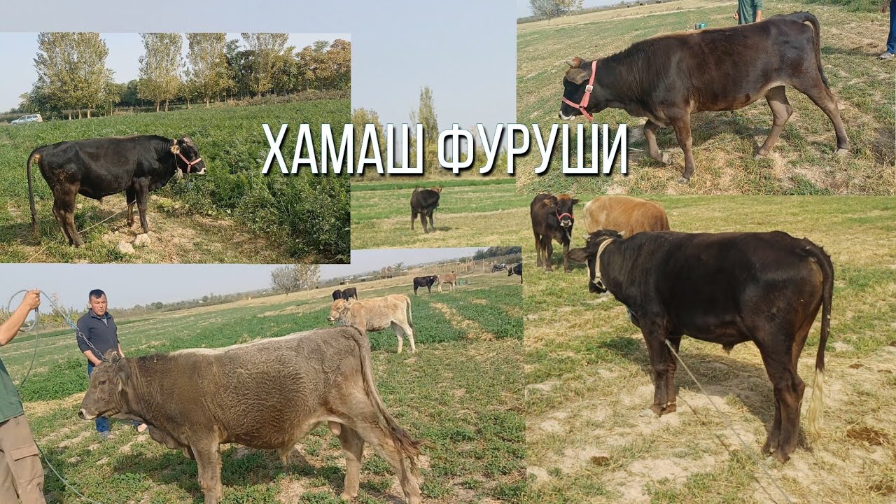 ДЕХКОН ХАМАША МЕФУРУША 6 САР БУКАЧАЕИ БОРЙИ БАСТАН 2 САР ГУНОЖИН БУГУЗ ФУРУШИ 