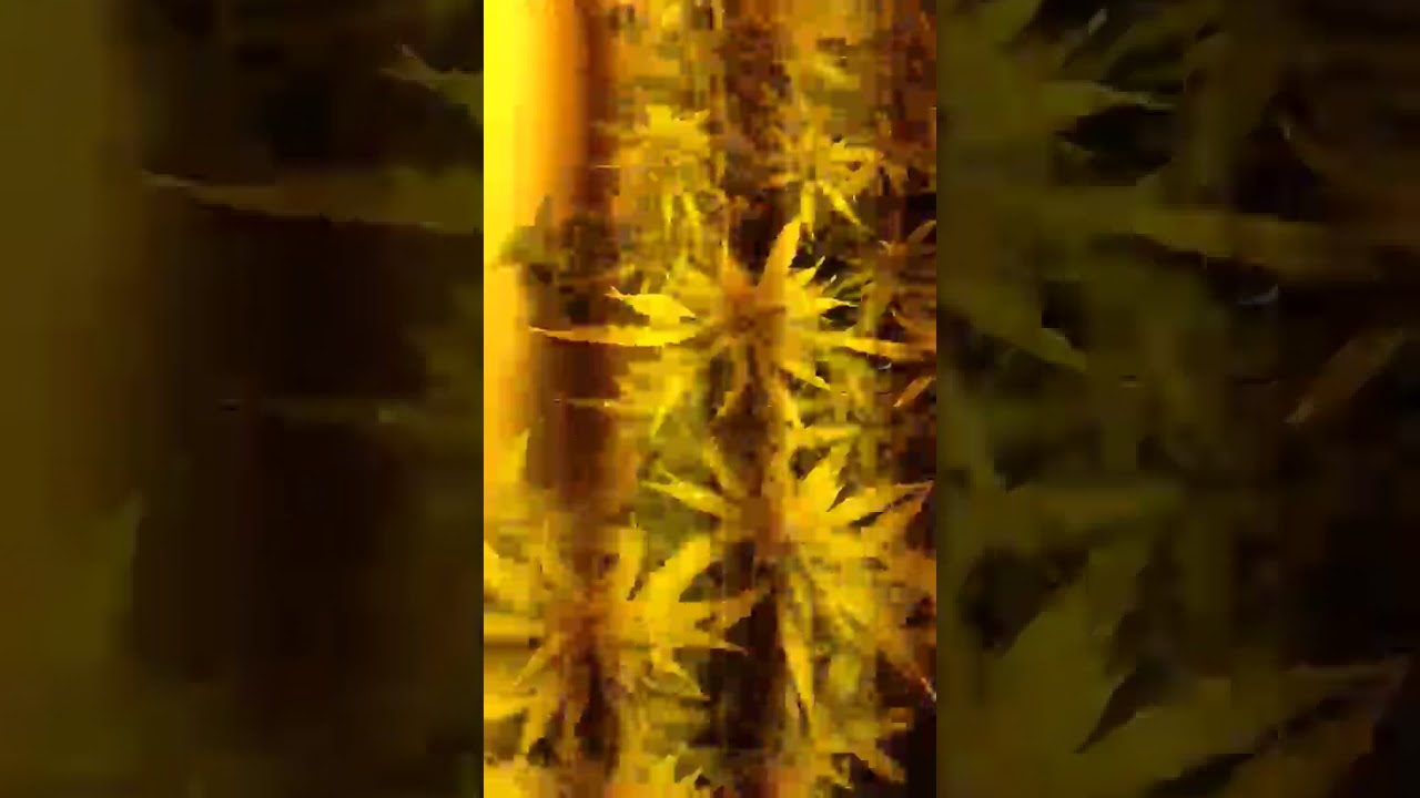 Blue gelato 41 & frosty gelato grow 5 weeks of flowering