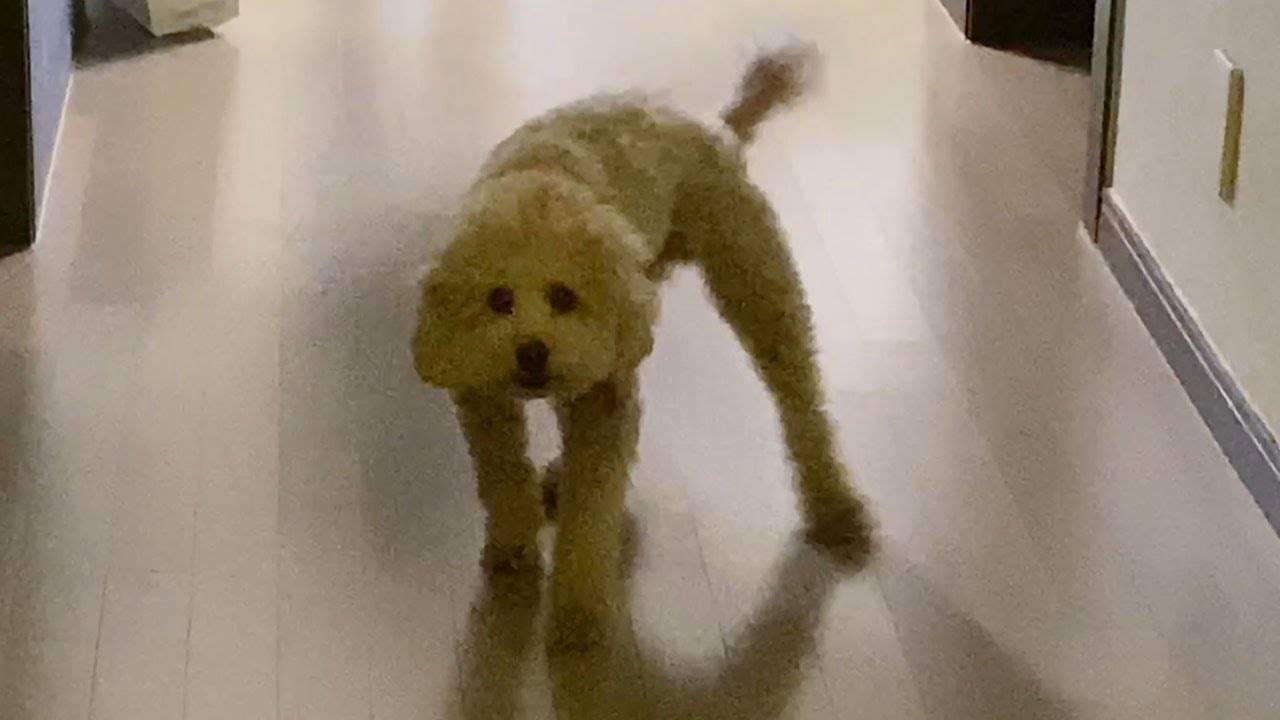 1년만에 주인을 만난 강아지의 리얼반응