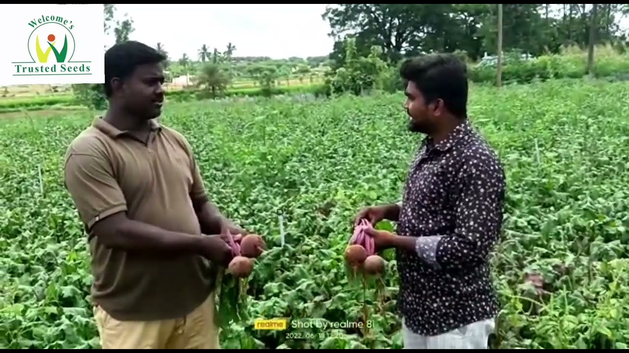 Beetroot WS 80, Kolar, Karnataka,  June 2022