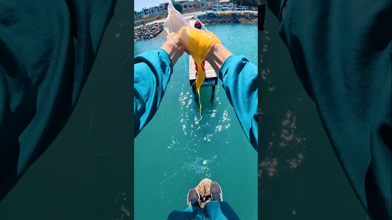 Give The Shark an Egg 🥚