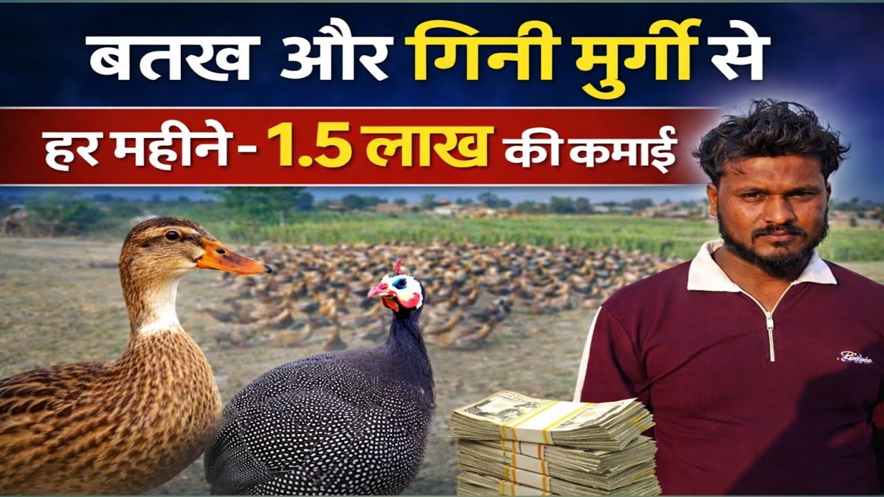 600 का बेचते है गिन्नी मुर्गी || मुर्गी पालन और बत्तख पालन से बम्पर कमाई 