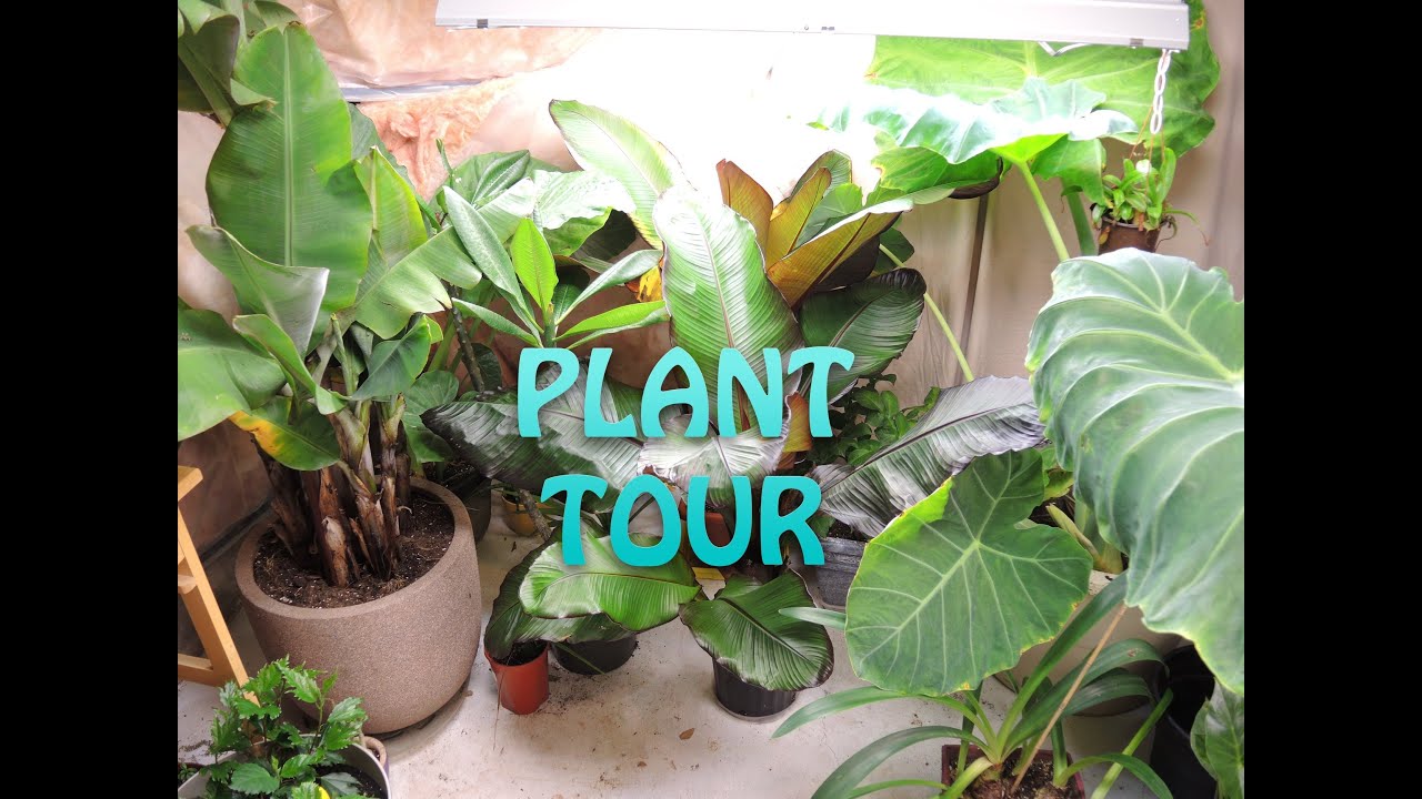 Let's look at ALL of my plants