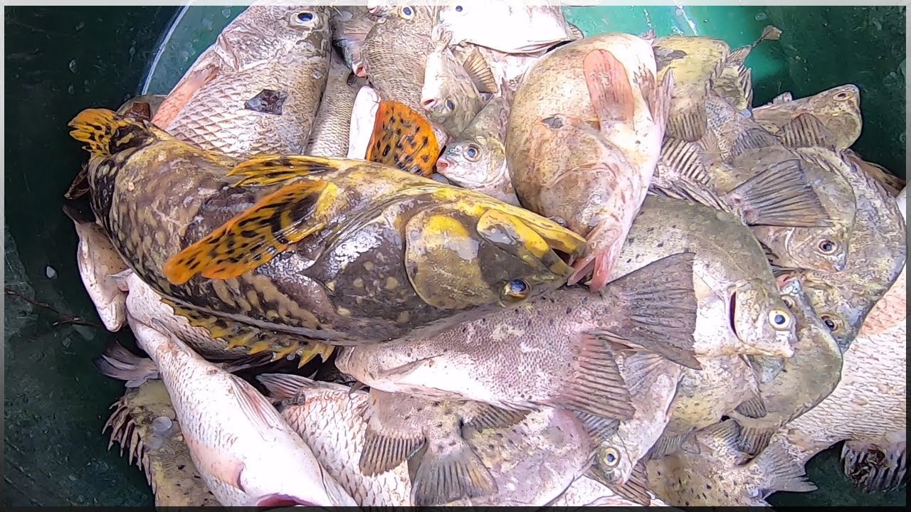 EP198-Part2 - Gango Fish Trap | Catch 'n Cook | Occ. Mindoro