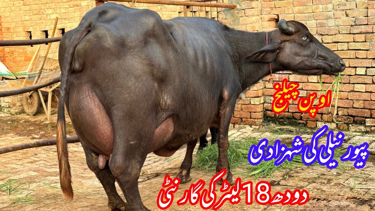 Top Nilli High Milking Buffalo 12 August 2025 | Hamza Ahmed Gujrat | Mera Dees Punjab 
