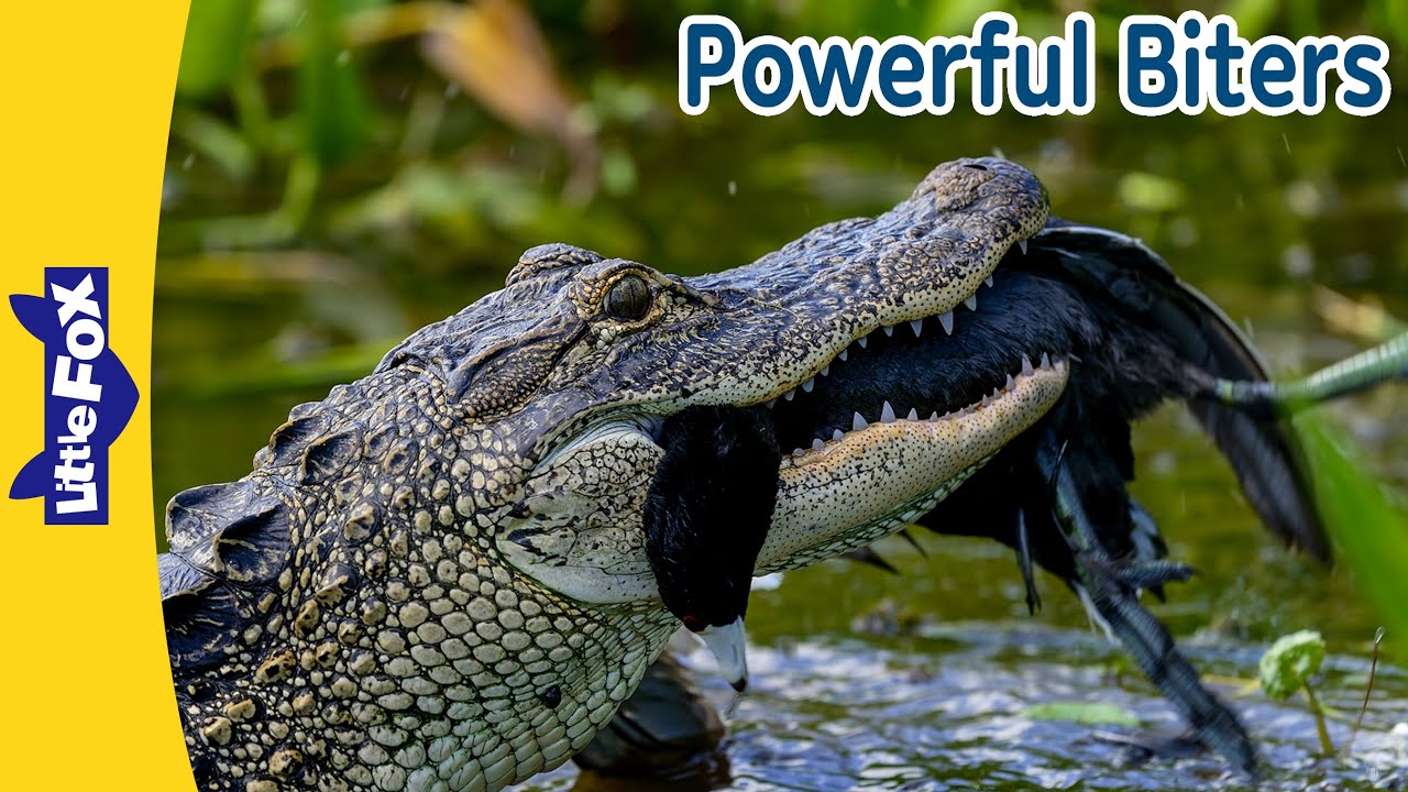 Powerful Biters: Nile Crocodile, Grizzly Bear, Hippopotamus, Alligator, Komodo Dragon | Little Fox