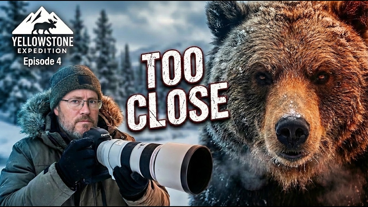 I Almost Got Too Close: Grizzly & Wolf Encounters in Yellowstone