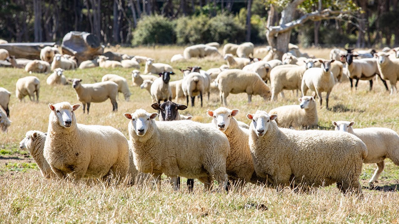 Kenepuru Farm , Titirangi Road , Kenepuru Sound