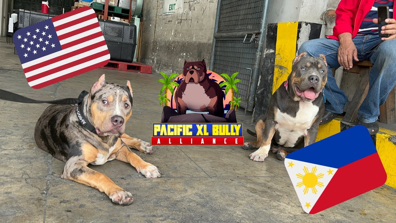 Importing an XL American Bully!