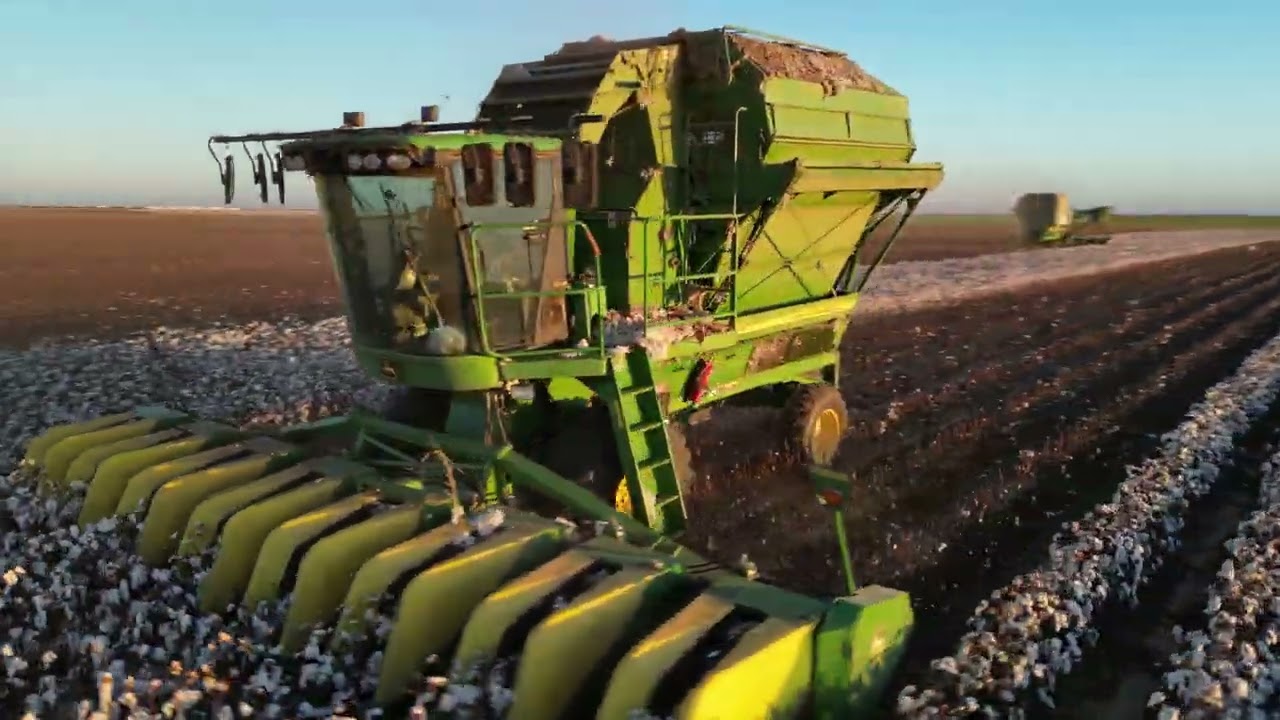 Cotton Stripping on the South Plains of Texas