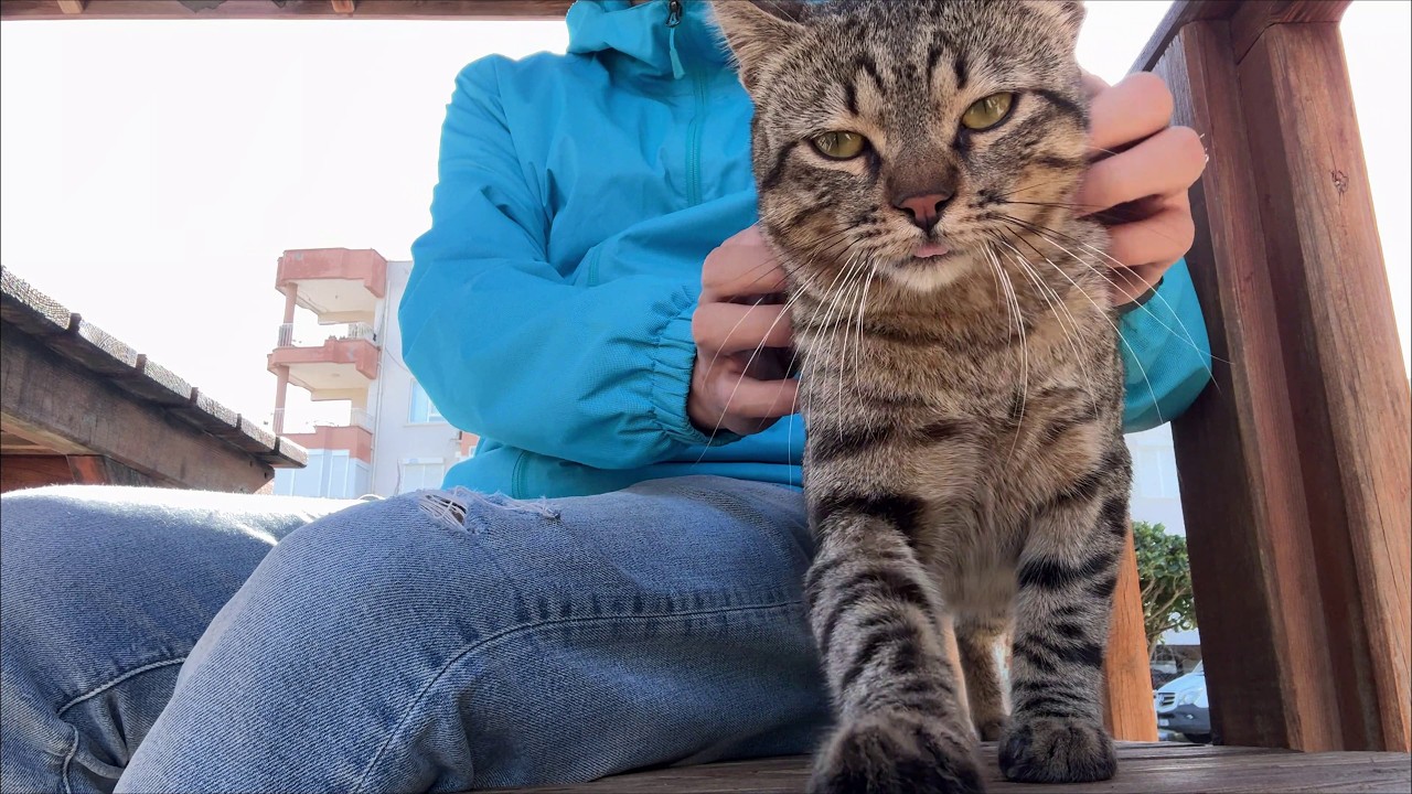 I Sat Down Next to a Purring Cat