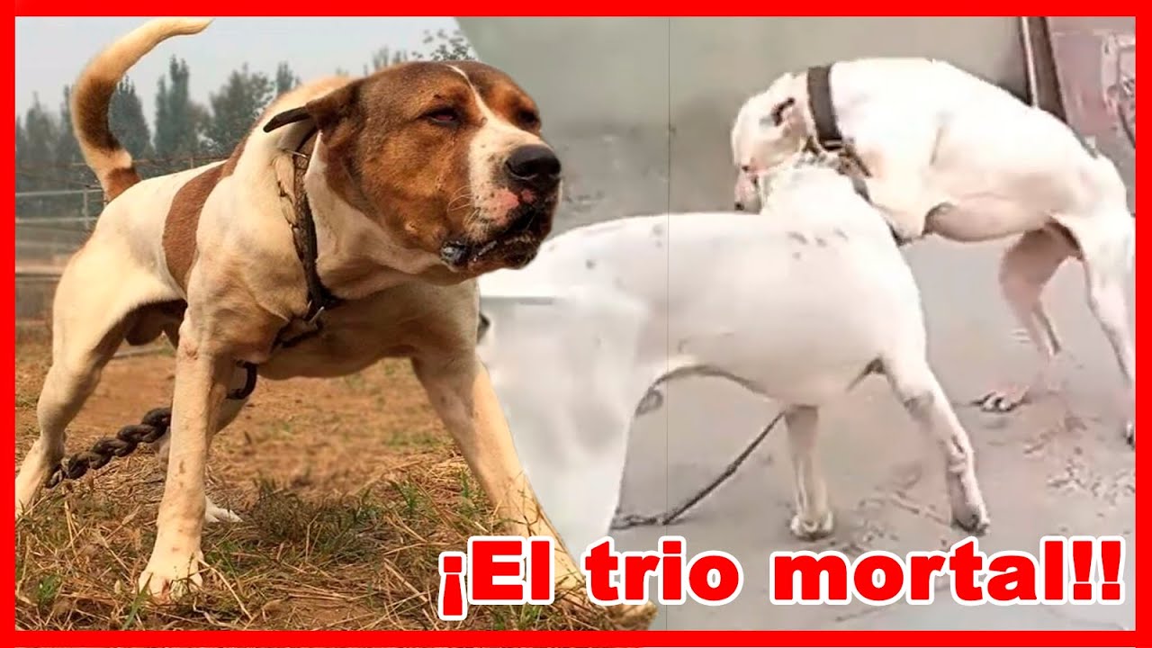 🇮🇳CONOCES las 08 razas de PERROS MÁS FEROCES de India