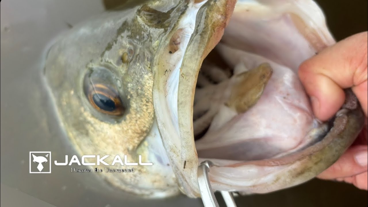 【monster seabass】ビッグベイトシーバスで90cmの超ランカーシーバス現る×ダウズスイマー180sf【Japanese seabass baite!】