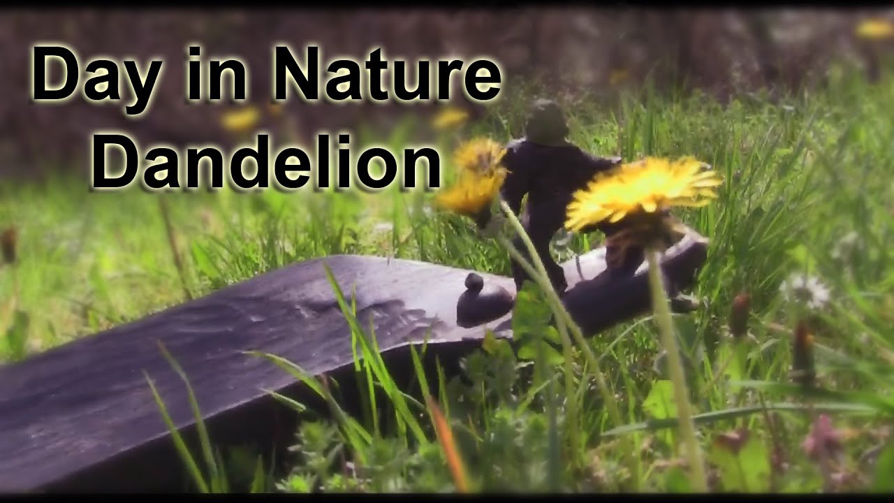 Day in Nature  - Dandelion  - ADVENTURE | Yellow Seal