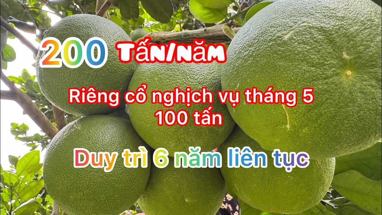 Cập Nhật vườn bưởi hơn 200 tấn/năm của cô tư Định Quán ĐN