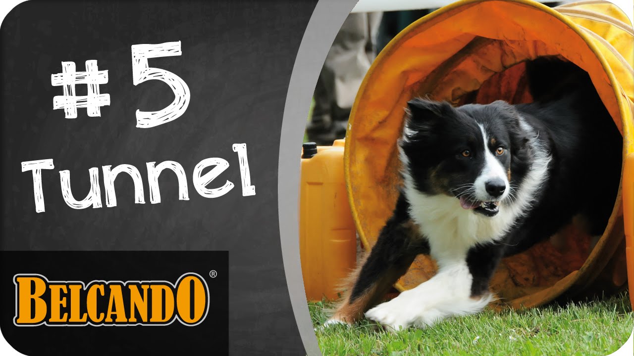 BELCANDO | Agility - Vom Junghund zum Sporthund #5 Tunnel