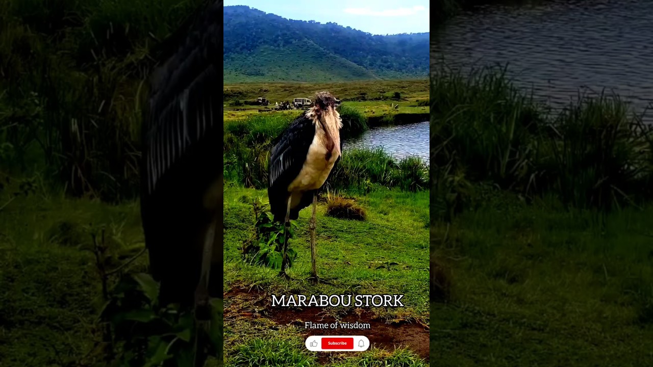 ప్రకృతి సృష్టించిన స్కావెంజర్ కింగ్ / Ntures scavenger bird 