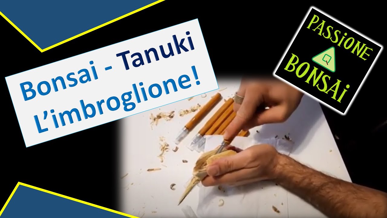 Tanuki - l'imbroglione!