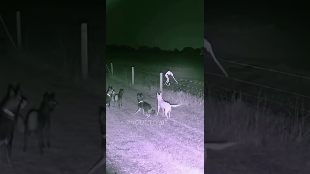 C&acirc;mera noturna rural no Paran&aacute; #misterio #curiosidades #terror #fypシ #shorts #mystery #hiddengems