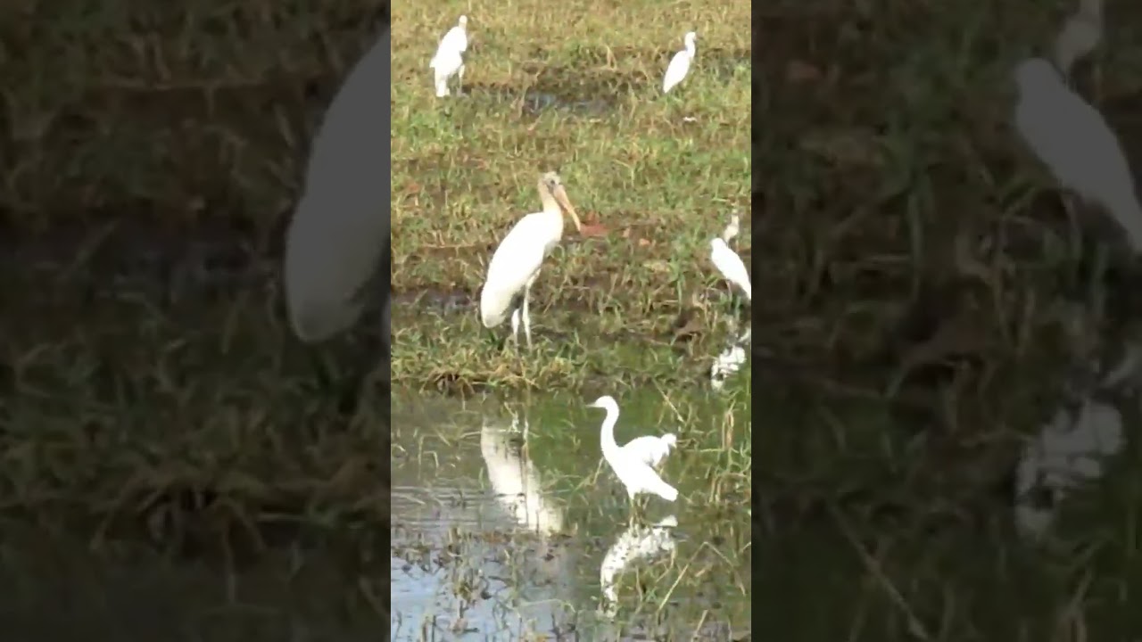 Los&nbsp;ardeidos familia&nbsp;de&nbsp;aves&nbsp;Pelecaniformes  conocidas como&nbsp;garzas&nbsp;en el mundo hispano