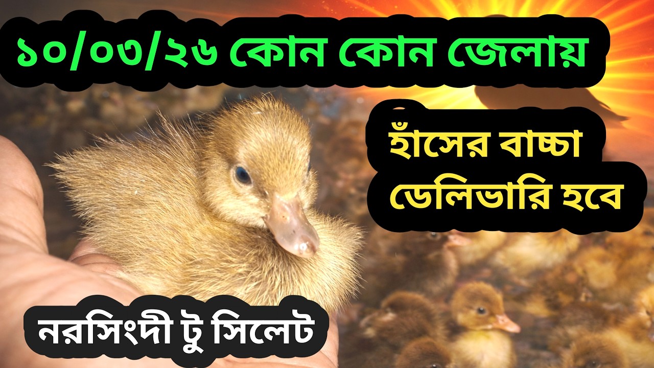 নরসিংদী,হবিগঞ্জ,মৌলভীবাজার,সিলেট ও সুনামগঞ্জে ক্যাশ অন ডেলিভারিতে হাঁসের বাচ্চা!এখনই যোগাযোগ করুন।