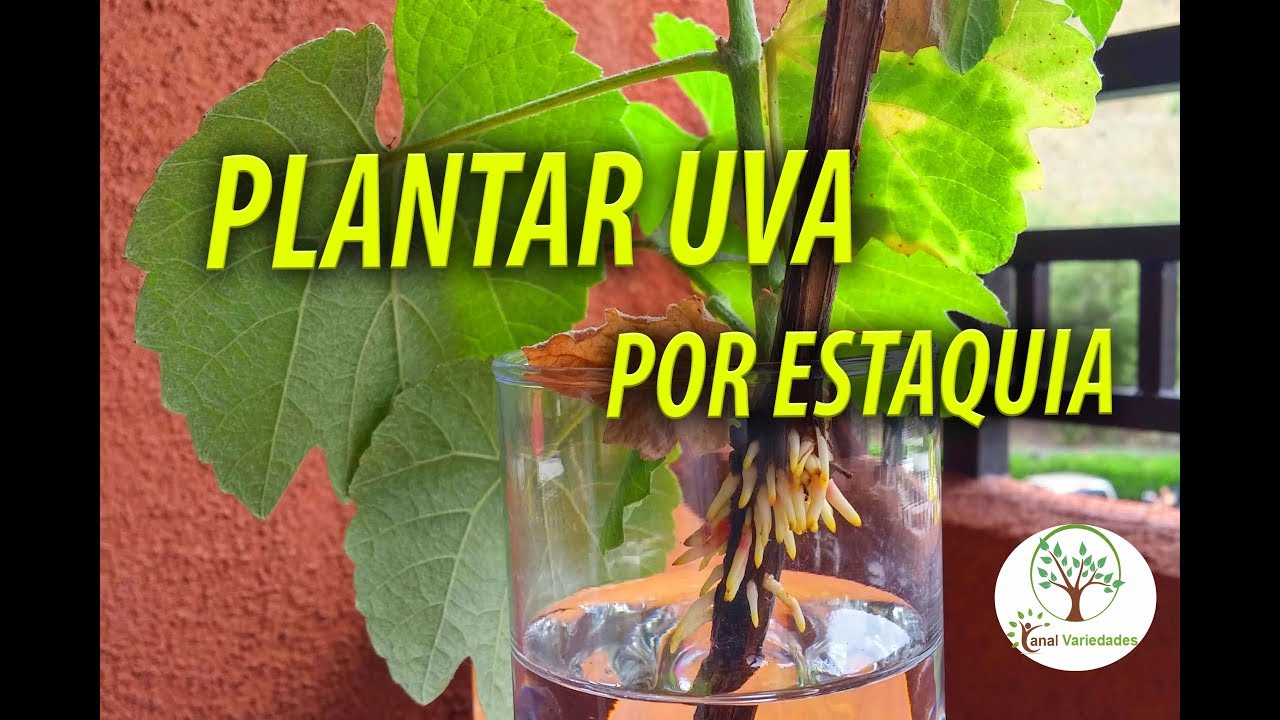 Como Plantar Uva por Estaquia, Maneira correta de se fazer