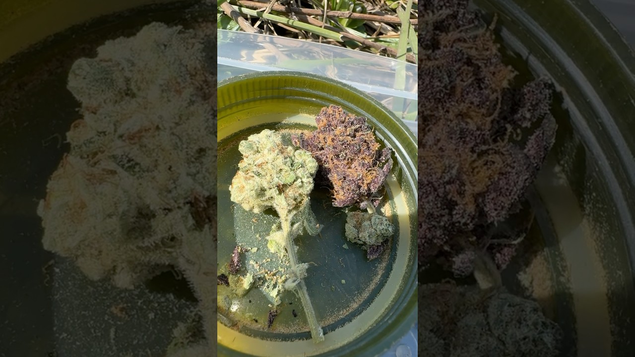 Cap junky x platinum in house genetics.        N v this relentless genetics. Herb is healing 🔥💨