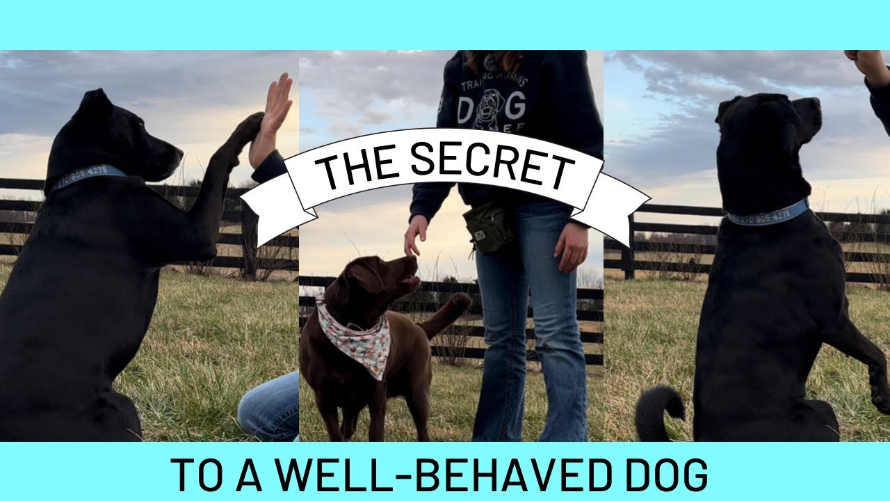 The SECRET To A WELL BEHAVED Dog