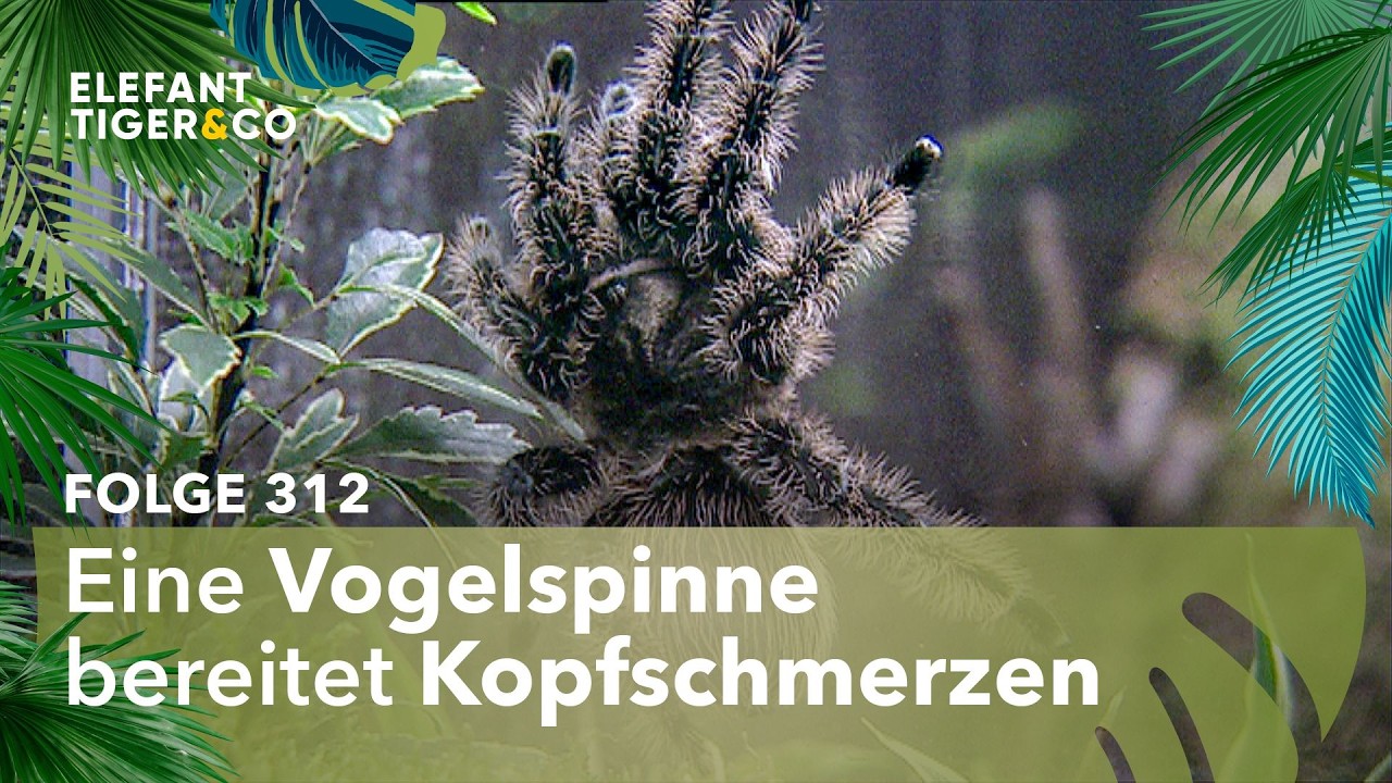 Angst vor der Vogelspinne (Folge 312) | Elefant, Tiger & Co. | MDR
