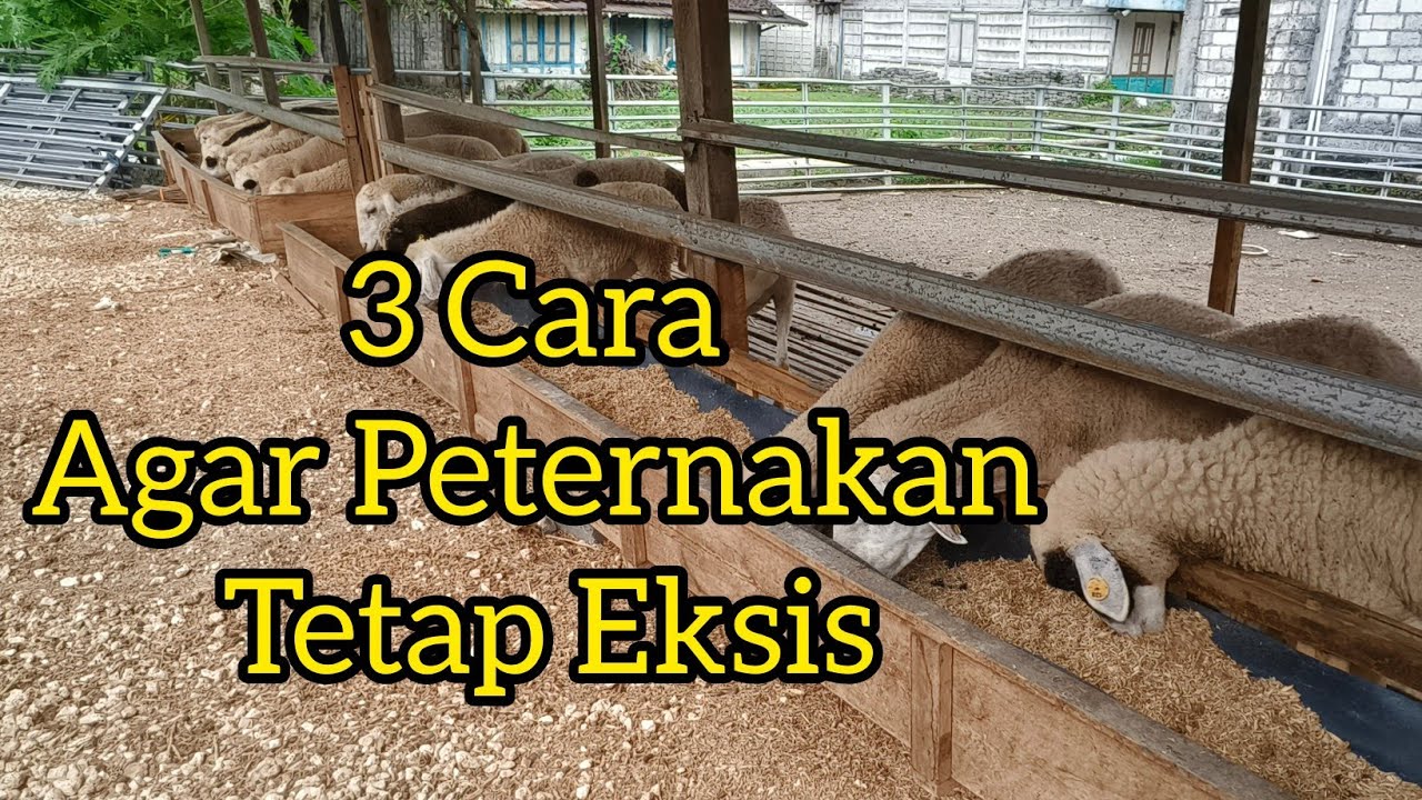Daya Tahan Beternak