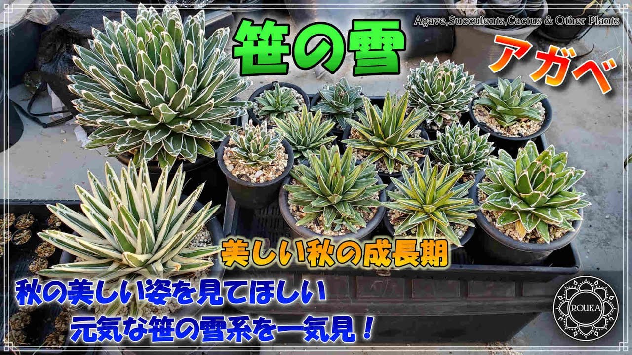 【アガベ/園芸】美しい秋姿の笹の雪色々！夏を超えて斑も冴えてます！笹の雪系一気見【多肉植物】【Agave】