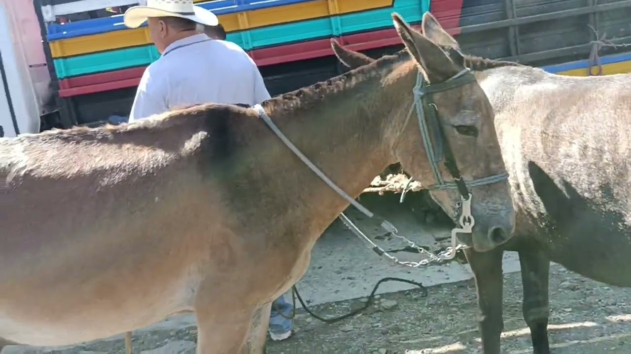 caballos..San Rafael cedros Cuscatlán la plaza.. detalles al 72159887👌