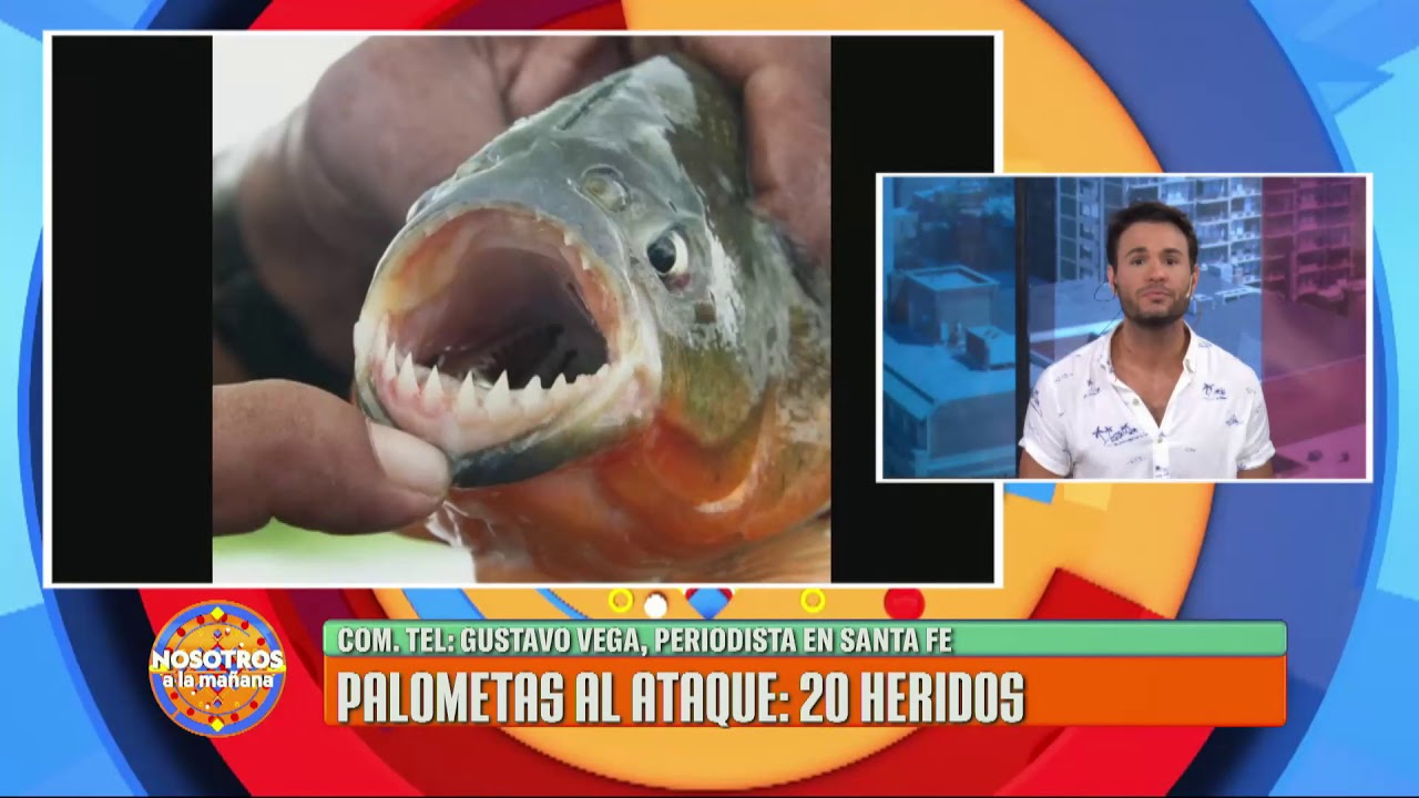 Ataque de palometas deja a 20 personas heridas en los balnearios de Santa Fe