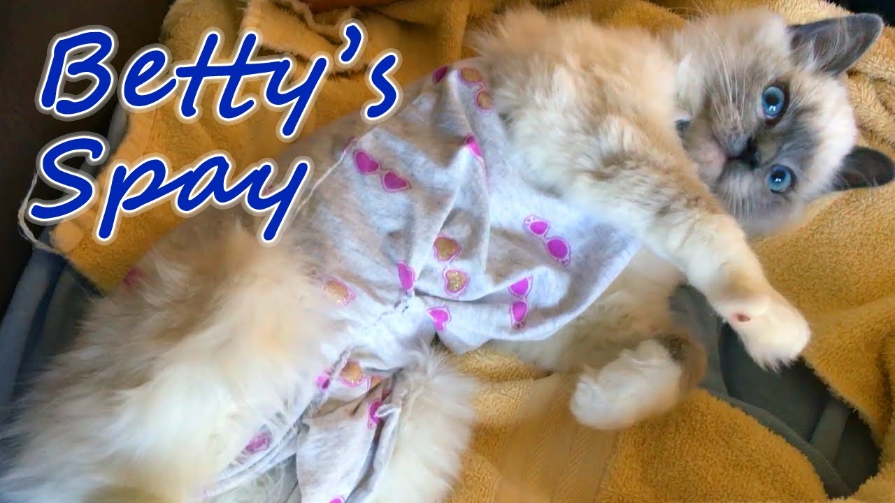Betty's Spay Surgery, Her Baby Onesie, & Her Seroma Treatment