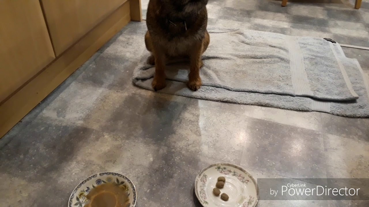 The 'Dog's Choice' Awards - trying out Guru Cold Pressed Dog Food