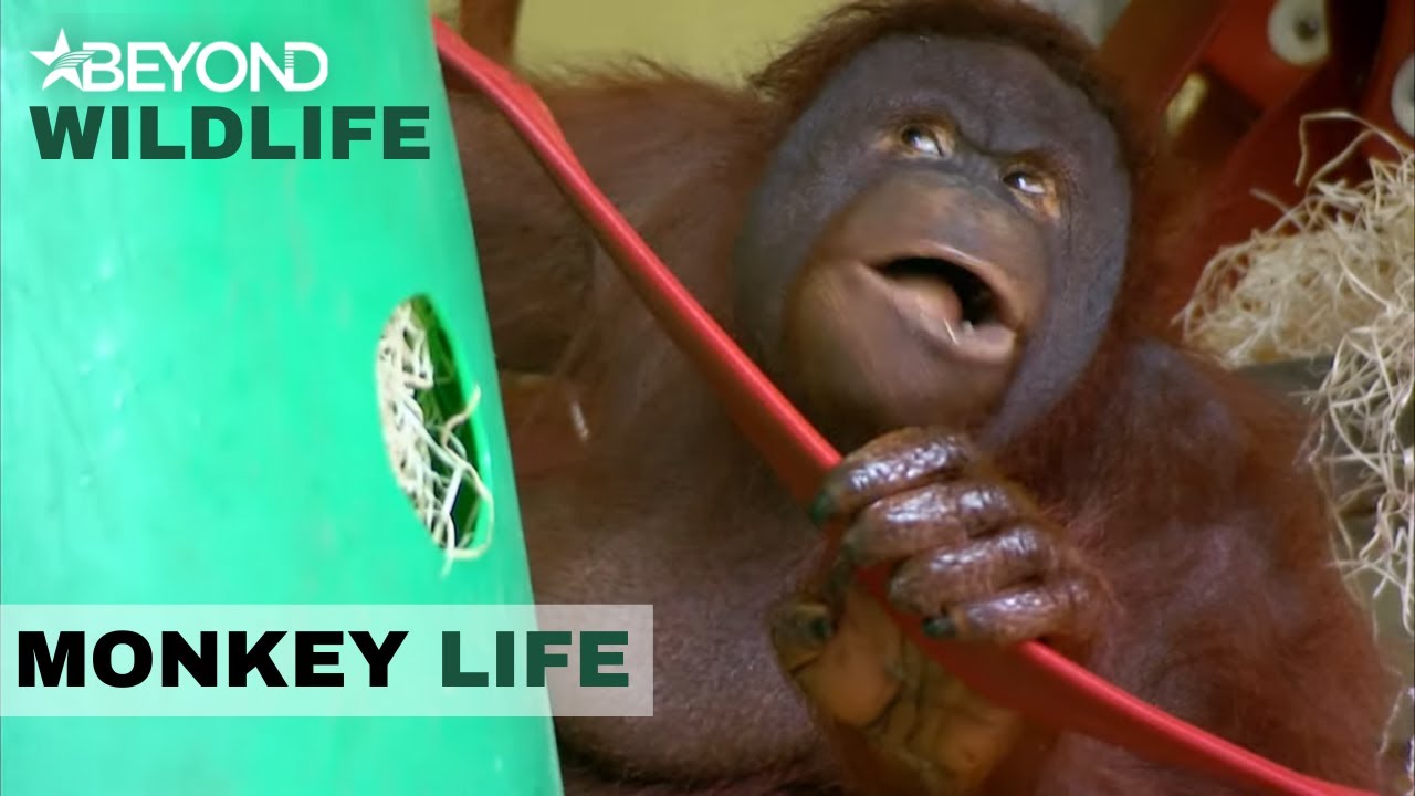 S6E12 | Oshine Shows The Orang-Utans Who’s Boss | Monkey Life | Beyond Crime