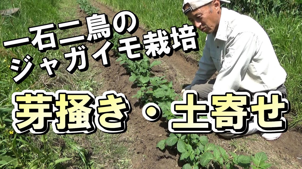 【自然農】　2022年4月16日　一石二鳥のジャガイモ栽培　養分の豊富な通路の土を「土寄せ」に使う【natural farming】