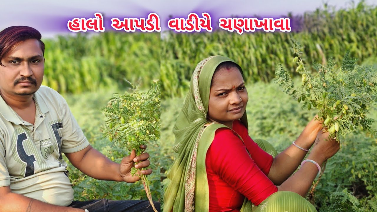 પહેલીવાર વાઈફ સાથે વાડીયે લીલાં ચણા ખાવા ગયા.||Mahesh Aasha vlogs || potani vadi || family vlogs ||