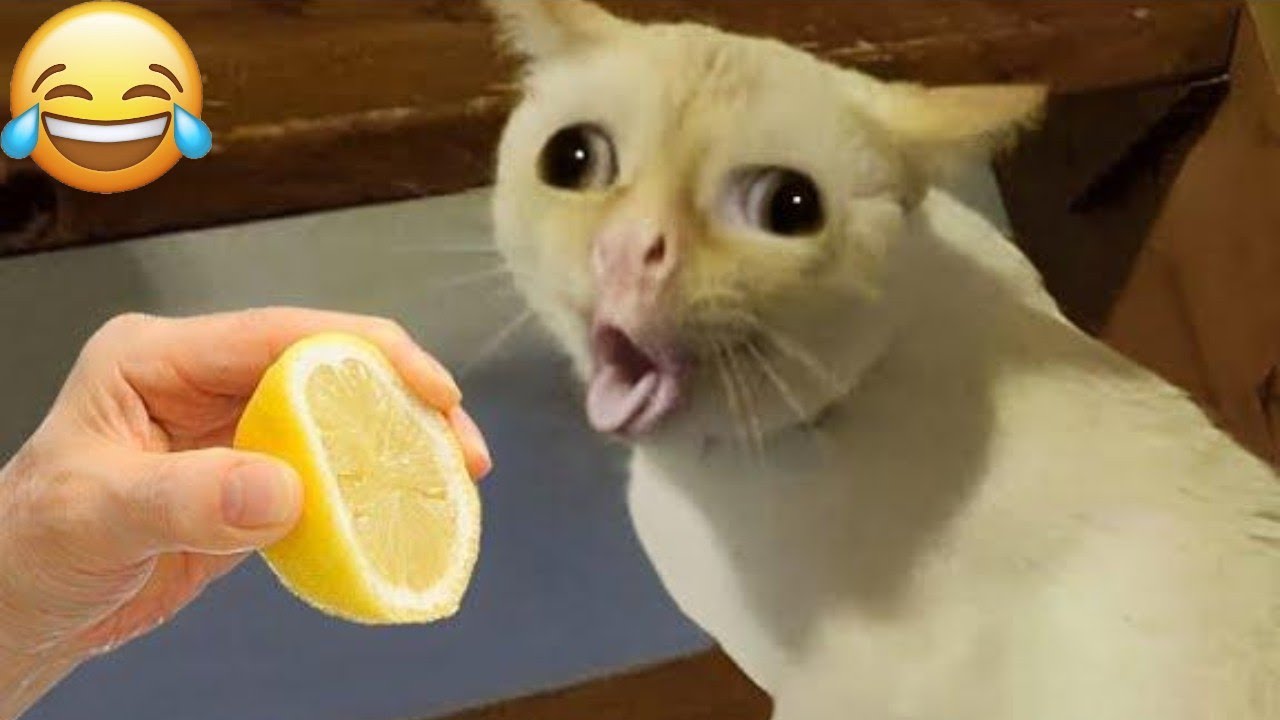 The Funniest CATS of 2026 So Far 😂 NEW Funny Cat Videos 2026