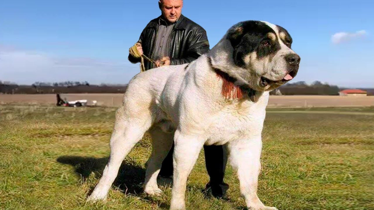 Le Razze Di Cani Più Illegali, Potenti E Grandi Al Mondo!