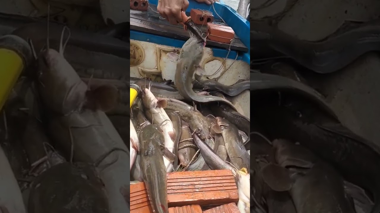 th&agrave;nh quả một ng&agrave;y đi giăng c&acirc;u c&aacute; ng&aacute;t d&iacute;nh c&aacute; gỡ mỗi tay@# shorts huynhduc1vlog