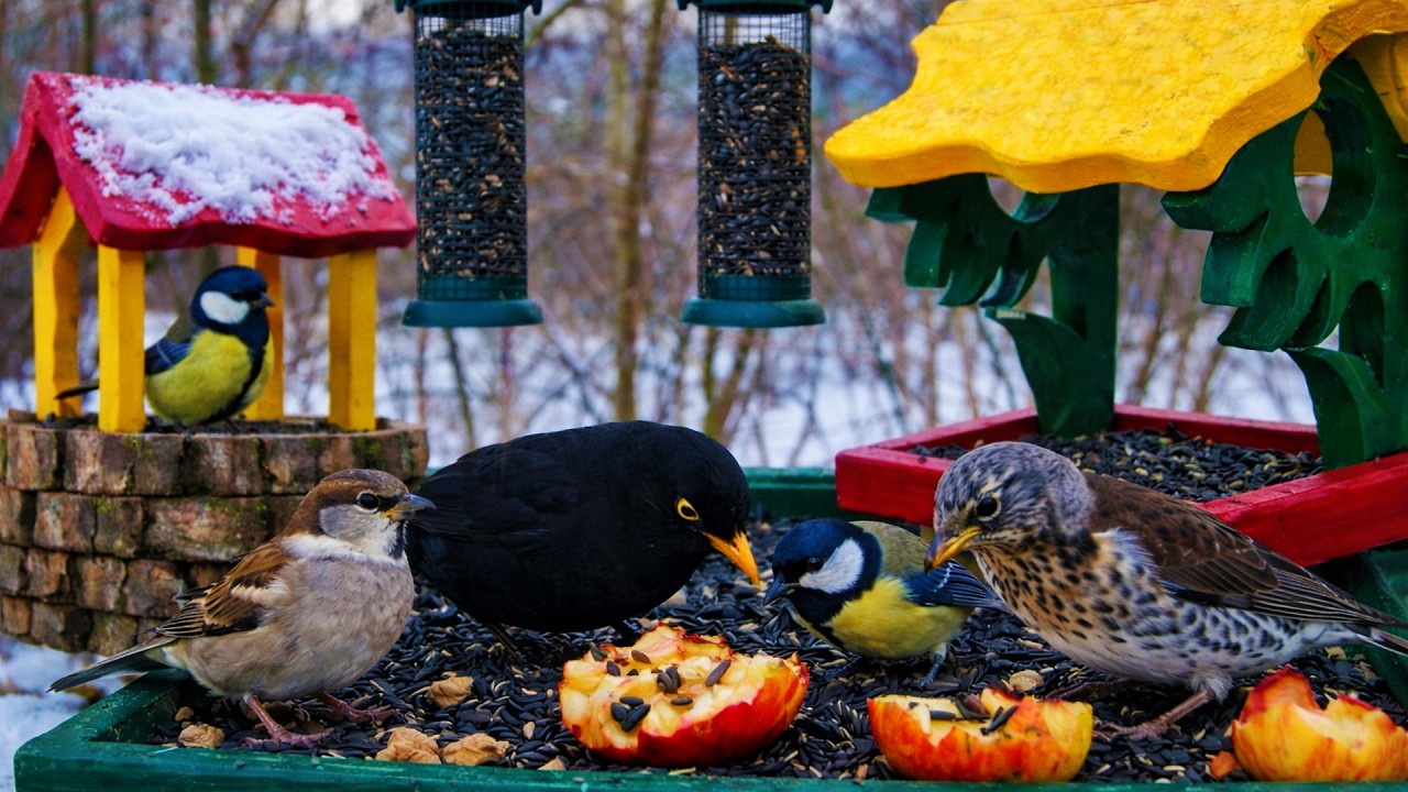 🔴 CAT TV 🐦 Live Birds for Cats to Watch | Real Bird Feeder