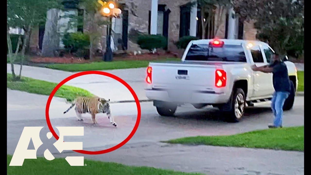 Tiger on the LOOSE Locks Down a Texas Suburb | Neighborhood Wars | A&E