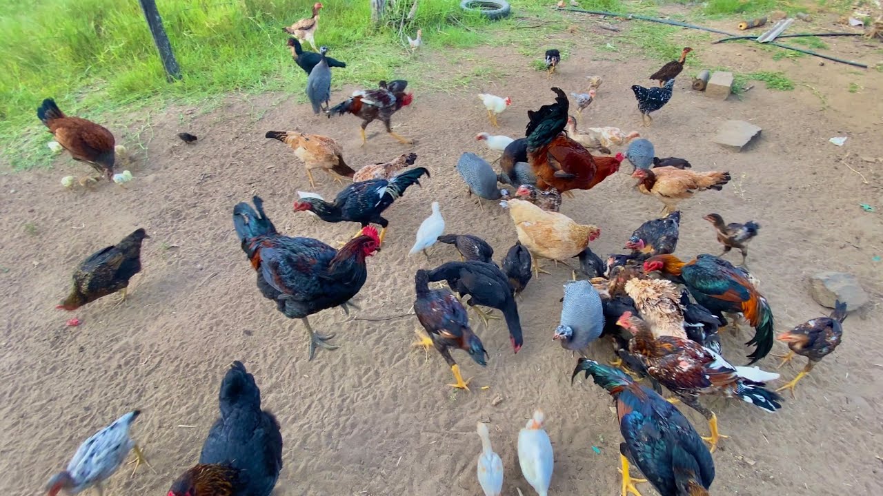 MOSTRANDO AS CRIAÇÕES QUE ESTÃO NA CASA DO VITOR / IMPRESSIONANTE O DESENVOLVIMENTO!!!