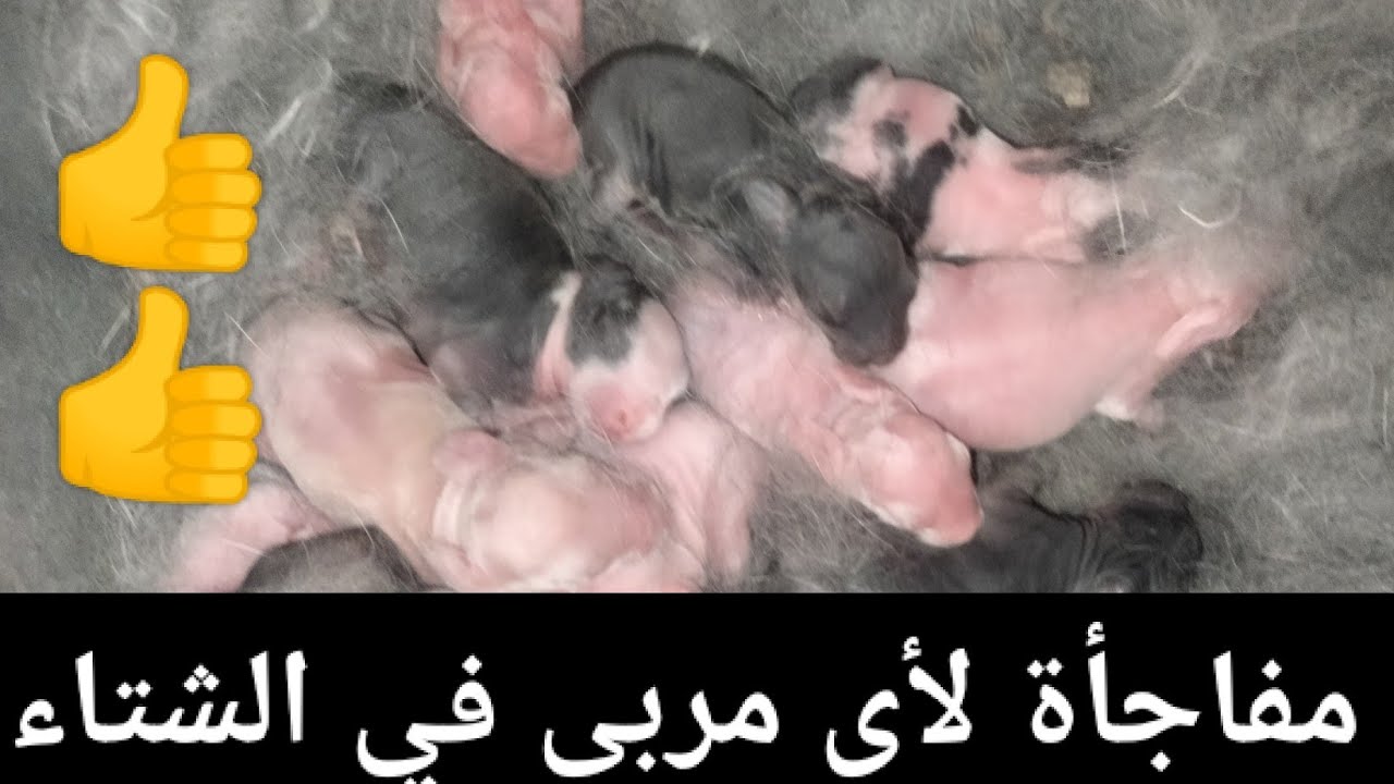 مفاجأة لأى مربى فى الشتاء 12 أرنب وافضل إنتاج شوف هنعمل ايه للحفاظ على الأرانب.👍👍👍👍👍