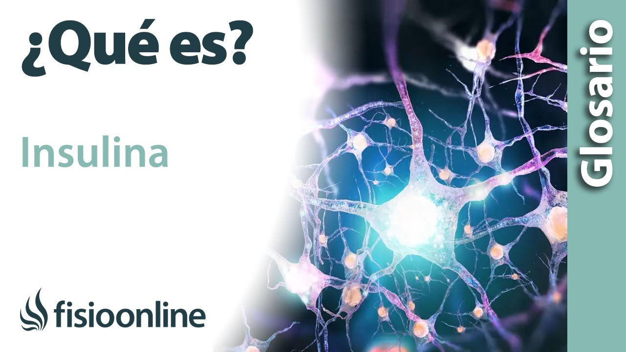 INSULINA | Qu&eacute; es, qu&eacute; &oacute;rgano la segrega, efectos, en qu&eacute; estructuras del cuerpo act&uacute;a